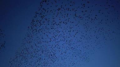 群鸟群集蓝色的天空云大集团小鸟飞行关闭狩猎昆虫典型的群<strong>植绒</strong>行为欧掠鸟