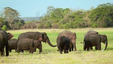 亚洲大象minnerya国家<strong>公园</strong>斯里兰卡斯里兰卡