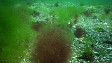 藻类黑色的海绿色红色的藻类岩石海底水下景观黑色的海