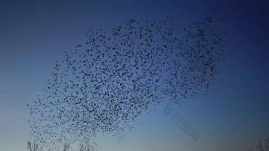 <strong>群鸟</strong>群集蓝色的天空云大集团小鸟飞行关闭狩猎昆虫典型的群植绒行为欧掠鸟