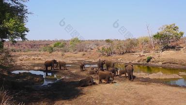 非洲<strong>布什大象</strong>克鲁格国家公园南非洲
