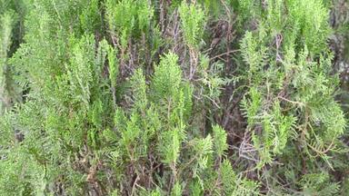 绿色颜色西方红色的雪松植物叶布鲁姆叶子吹风特写镜头焦点前景对象摘要纹理彩色的背景环境保护