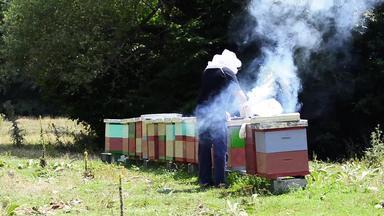 蜜蜂蜂巢养蜂人有机蜂蜜使花粉养蜂场养蜂农场群蜂窝蜡蜜丝完整的自然纯蜂蜜