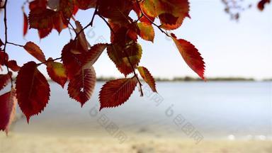 红色的榆树叶子