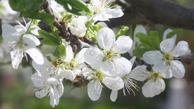春天日本樱桃花树