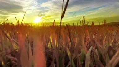 背景成熟<strong>耳朵</strong>黄色的小麦场日落橙色天空背景设置太阳地平线的想法生材料食物丰富的收获首页重作物收获金阳光明媚的斯派克