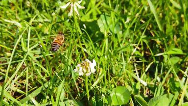 蜂蜜蜜蜂白色三叶草花慢运动