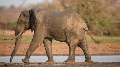 非洲大象荒野