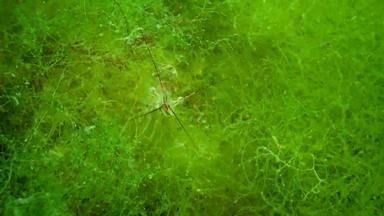 虾波罗的海虾帕拉蒙adspersus灌木丛绿色藻类黑色的海