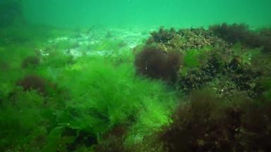 藻类黑色的海绿色红色的藻类岩石海底<strong>水下景观</strong>黑色的海