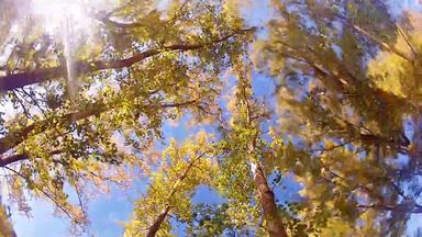 高角视图上衣巨大的红木树日益增长的国家公园加州美国