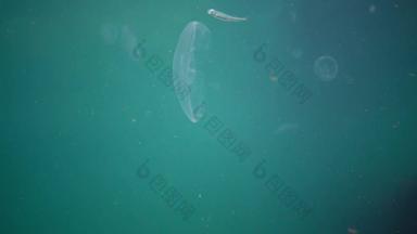奥雷利亚奥里塔月亮果冻月亮水母常见的水母飞碟果冻水母浮动水列黑色的海