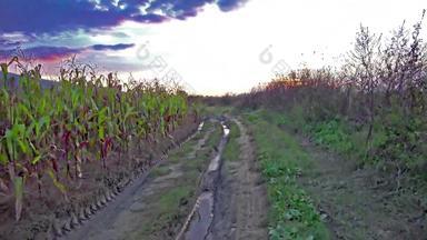 日落稳定的走泥路径行新鲜的绿色玉米玉米玉米植物日益增长的农业场索尼稳定摄像头拍摄