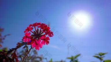 花背景开花粉红色的报春蓝色的天空太阳报春寻常的明亮的粉红色的