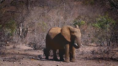非洲<strong>布什大象</strong>克鲁格国家公园南非洲