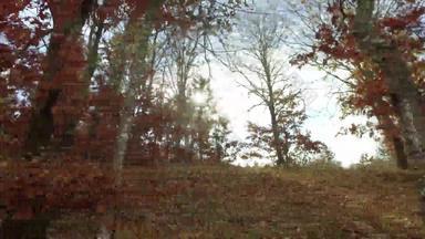 金秋天场景公园移动观点森林下降叶子太阳闪亮的树蓝色的天空