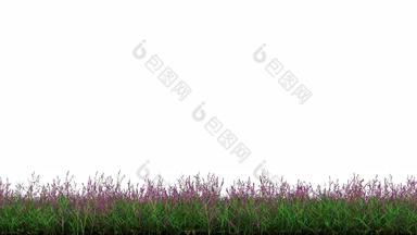线性运动野生绿色草紫色的花带α通道