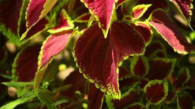 红色的锦紫苏植物叶子阳光照射的镜头
