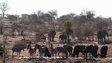 非洲水牛非洲<strong>大象</strong>斑马南非洲