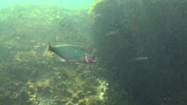 蓝柚树属saltatrix掠夺性鱼黑色的海年轻的鱼亨特海岸