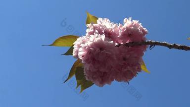 花序粉红色的日本樱花花蓝色的天空