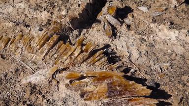 大晶体石膏粘土亚利桑那州沙漠盐湖白色金沙国家公园边境墨西哥