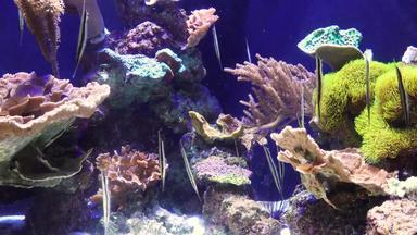 shrimpfishaeoliscusstrigatus鱼游泳上行<strong>盐水</strong>水族馆斯蒂芬。桦木aquarium-museum美国