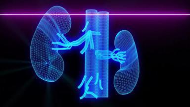 医疗扫描肾脏线框动画