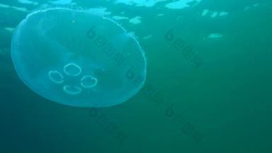 黑色的海动物奥雷利亚奥里塔月亮果冻月亮水母常见的水母飞碟果冻广泛研究了物种属奥雷利亚敖德萨湾市场