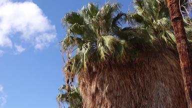 棕榈树上升沙漠千手掌<strong>绿洲</strong>科切拉谷保存绒毛手掌<strong>绿洲</strong>加州
