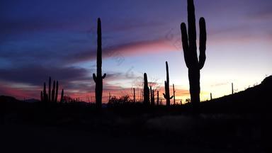 巨大的仙人掌卡内基亚gigantea背景红色的云晚上日落器官管仙人掌国家纪念碑亚利桑那州美国