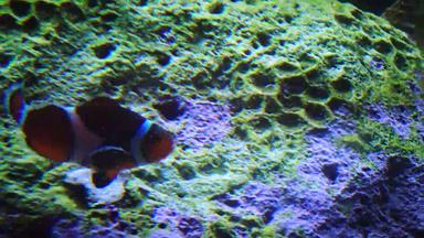 眼球小丑鱼安菲普瑞恩眼球冒险水族馆卡姆登泽西岛