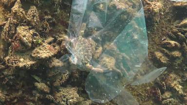塑料垃圾海动物杀手水死亡陷阱蟹塑料手套黑色的海
