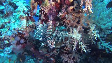 常见<strong>的狮子</strong>鱼pteroisvolitans鱼亨特游泳珊瑚礁<strong>红色的</strong>海埃及