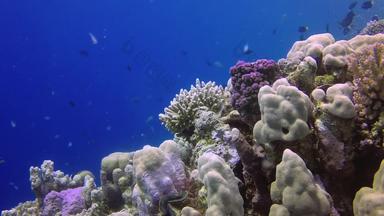 静态视频珊瑚礁红色的海阿布配音美丽的水下景观热带鱼珊瑚生活珊瑚礁埃及