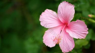 粉红色的芙蓉蔷薇-中华公园绿色叶子植物背景温柔的风芙蓉花的名字中国人玫瑰鞋花玫瑰锦葵chaba花