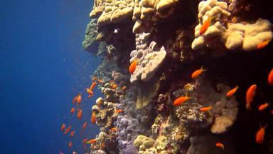 杂项游泳珊瑚礁垂直墙礁埃尔芬斯通很多热带鱼红色的海埃及