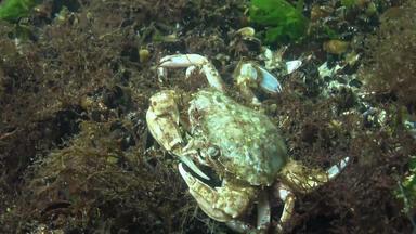 蟹吃游泳蟹macropipus霍尔萨图斯飞行蟹荚蒾属黑色的海敖德萨湾
