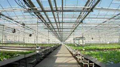 空中镜头日益增长的绿色生菜温室