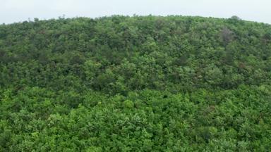 空中拍摄美丽的<strong>密集</strong>的混合树森林