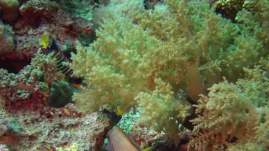 <strong>珊瑚</strong>礁<strong>红</strong>色的海阿布dubb美丽的水下景观热带鱼<strong>珊瑚</strong>生活<strong>珊瑚</strong>礁埃及3 月 19 日知道阿布达巴布