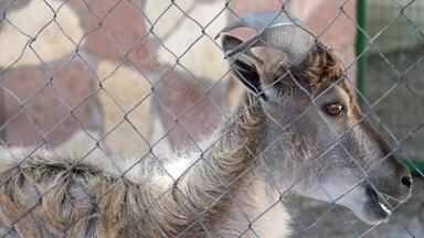 西高加索人巡演山羊动物园笼子里