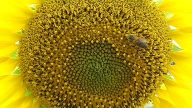 蜜蜂收集蜂蜜<strong>向日葵</strong>常见的<strong>向日葵向日葵</strong>年金