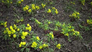 视频滑块裸子植物精子敖德萨努姆短暂的花黄色的<strong>樱草野</strong>生罕见的视图红色的书乌克兰视频拍摄滑块