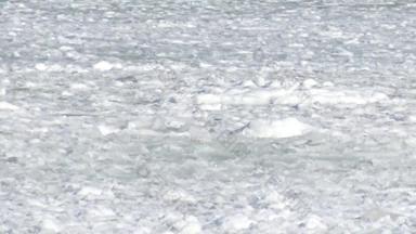 浮动冰海海岸