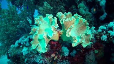 珊瑚礁红色的海阿布配音埃及美丽的<strong>水下景观</strong>热带鱼珊瑚生活珊瑚礁