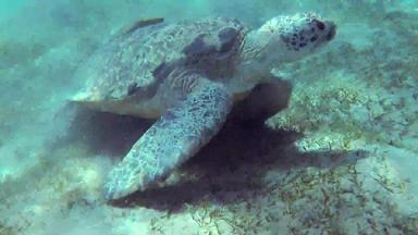 玳瑁海乌龟埃雷特莫切利斯嵌 套吃<strong>软珊瑚</strong>礁红色的海埃及