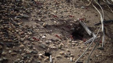 红色的蚂蚁<strong>人群</strong>密集的地方沙漠植物伟大的沙子沙丘国家公园科罗拉多州美国