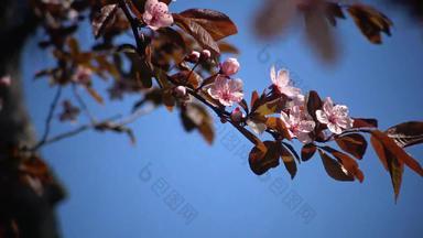 樱桃开花花树属李属日本樱桃李属serrulata被称为樱花日本