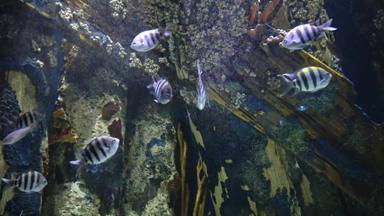 水下景观海洋热带鱼石头冒险水族馆卡姆登泽西岛美国